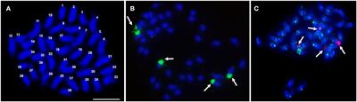 The repetitive DNA sequence landscape and DNA methylation in chromosomes of an apomictic tropical forage grass, Cenchrus ciliaris